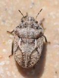Phimodera tuberculata